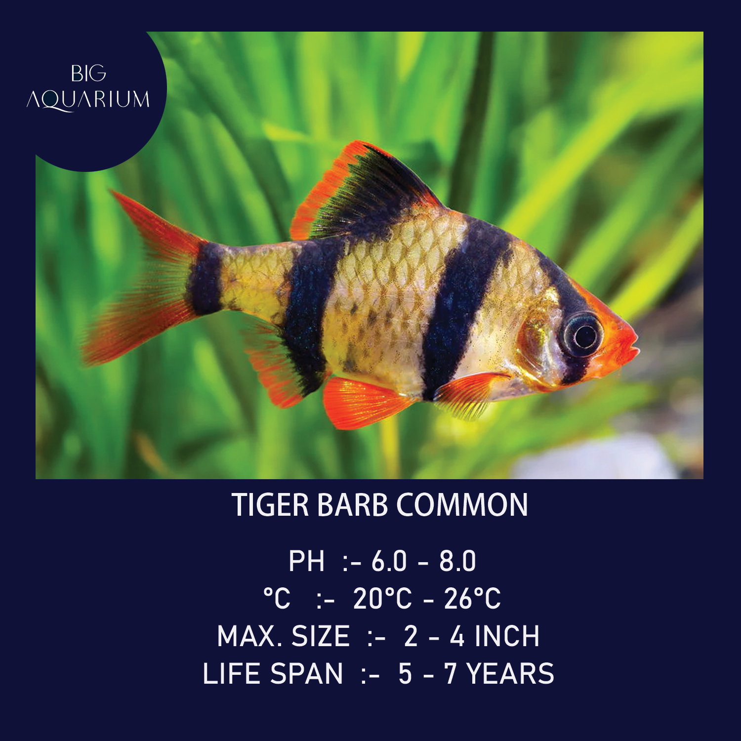 Barb - Tiger Common_0