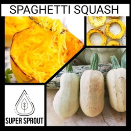 🥒SPAGHETTI SQUASH🥒 x 5 seeds 