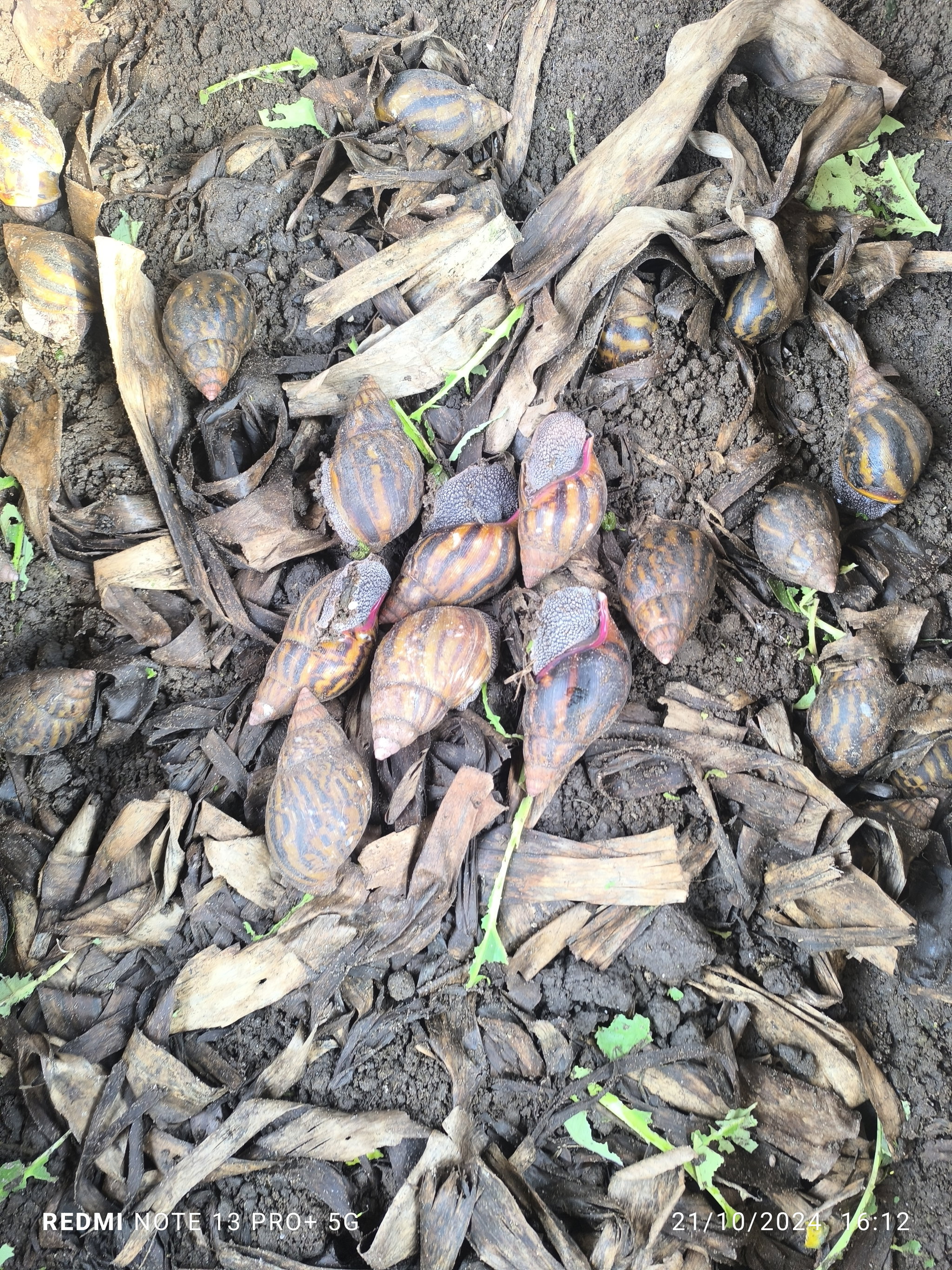 Reproducteurs Achatina achatina 1 pack_4