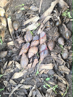 Reproducteurs Achatina achatina 1 pack