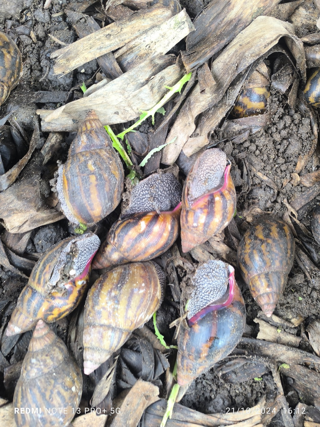 Reproducteurs Achatina achatina 1 pack