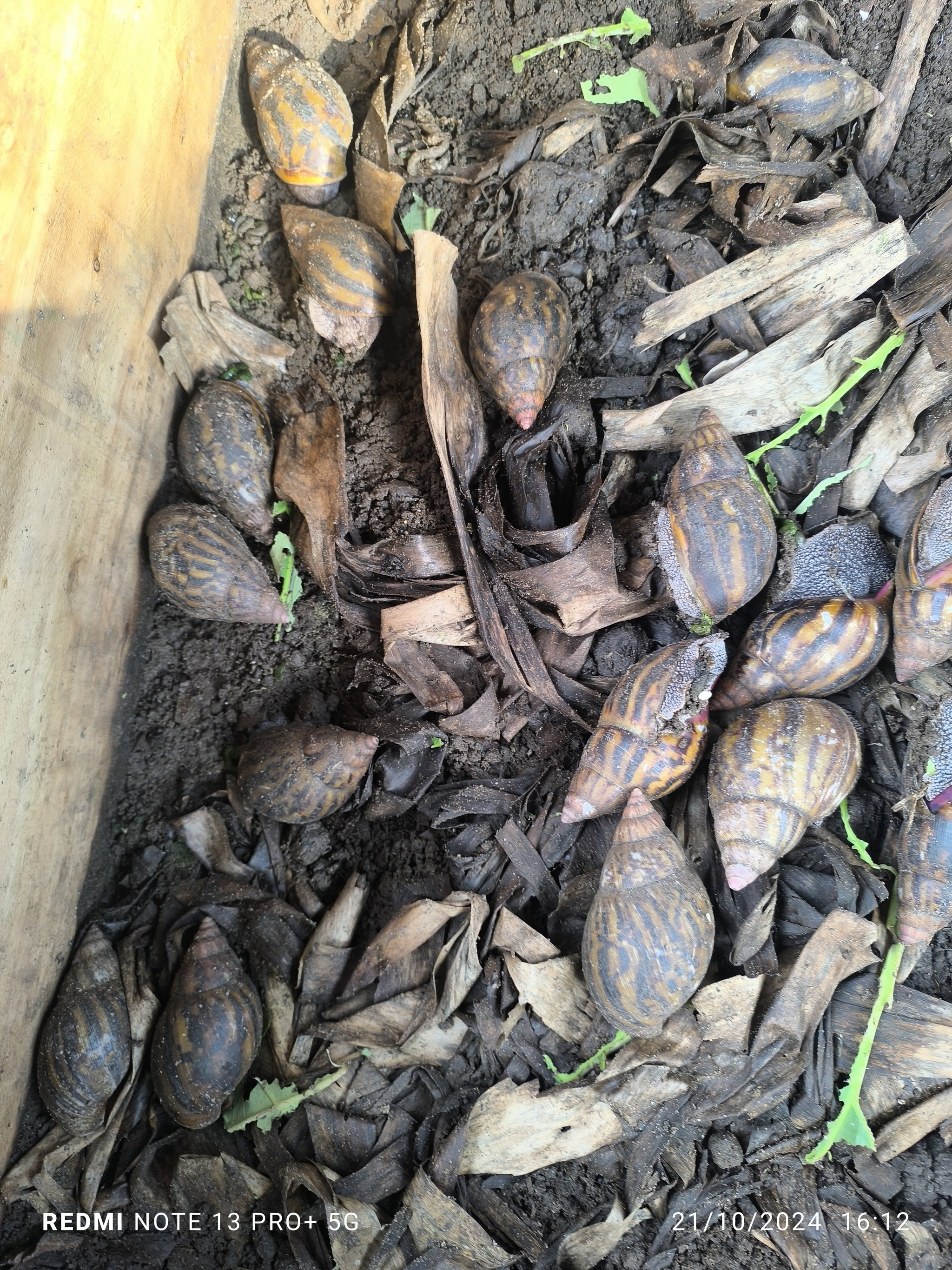 Reproducteurs Achatina achatina 1 pack_5