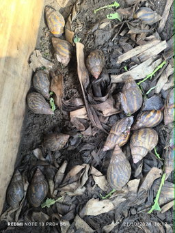 Reproducteurs Achatina achatina 1 pack