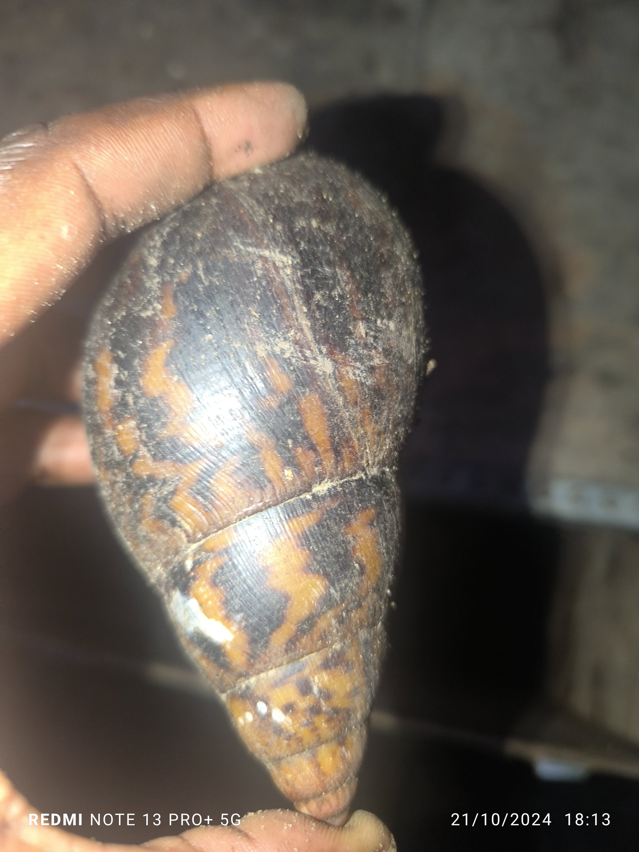 Reproducteurs Achatina achatina 1 pack_3