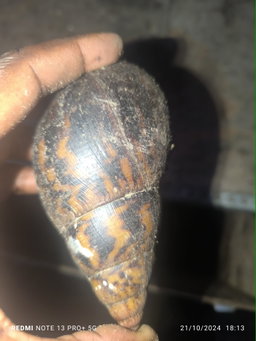 Reproducteurs Achatina achatina 1 pack
