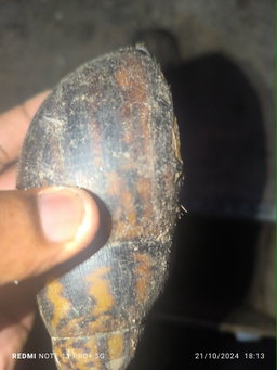 Reproducteurs Achatina achatina 1 pack