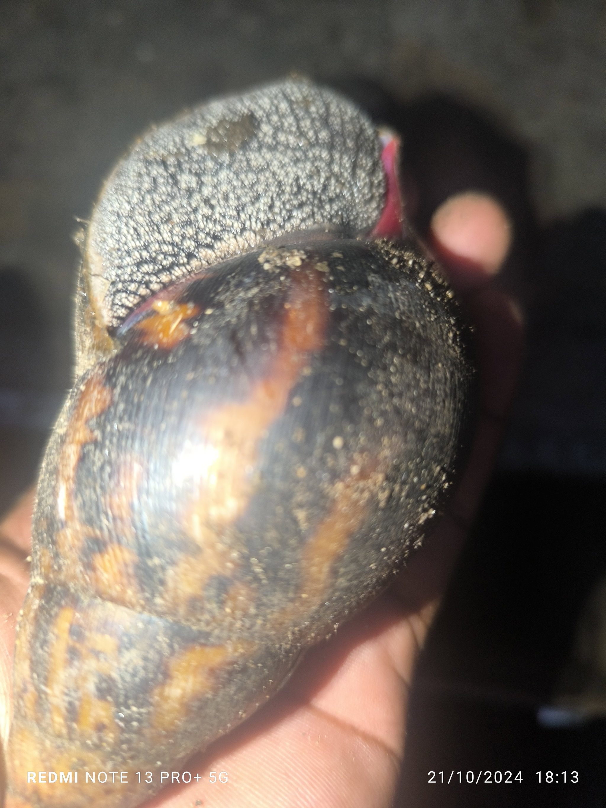 Reproducteurs Achatina achatina 1 pack_2