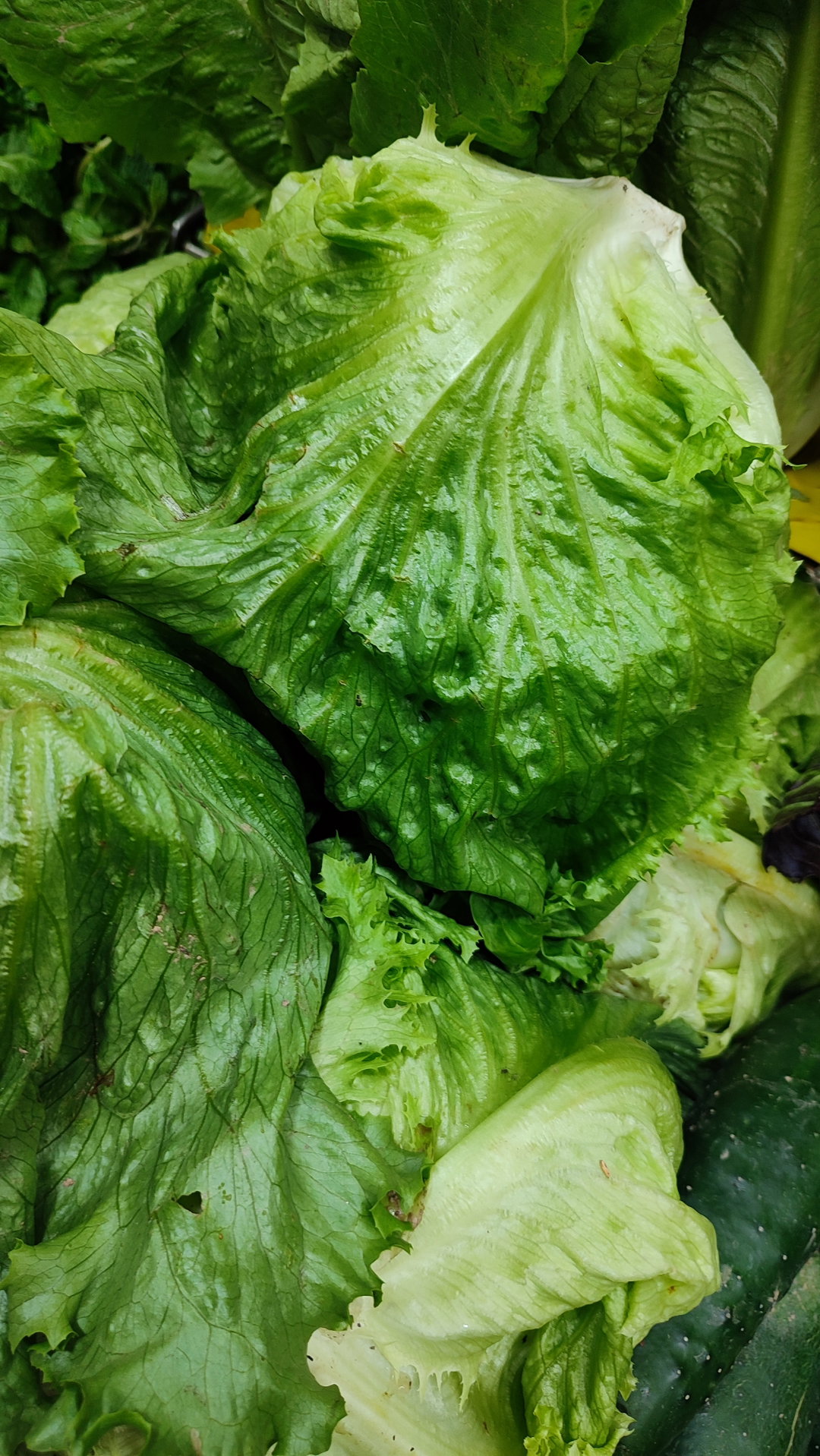 Lechuga