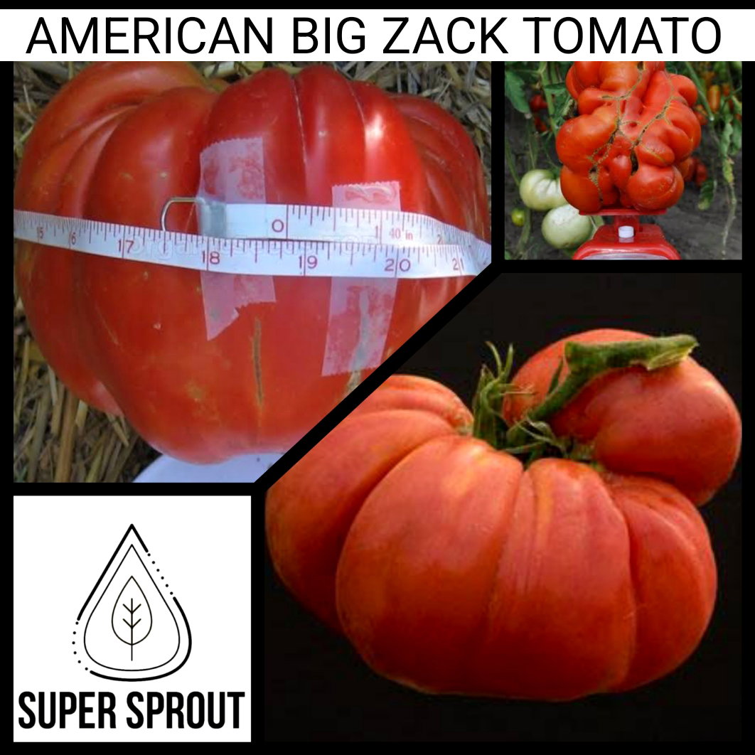 BIG ZAC GIANT TOMATO x 10 seeds_4