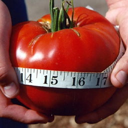 BIG ZAC GIANT TOMATO x 10 seeds