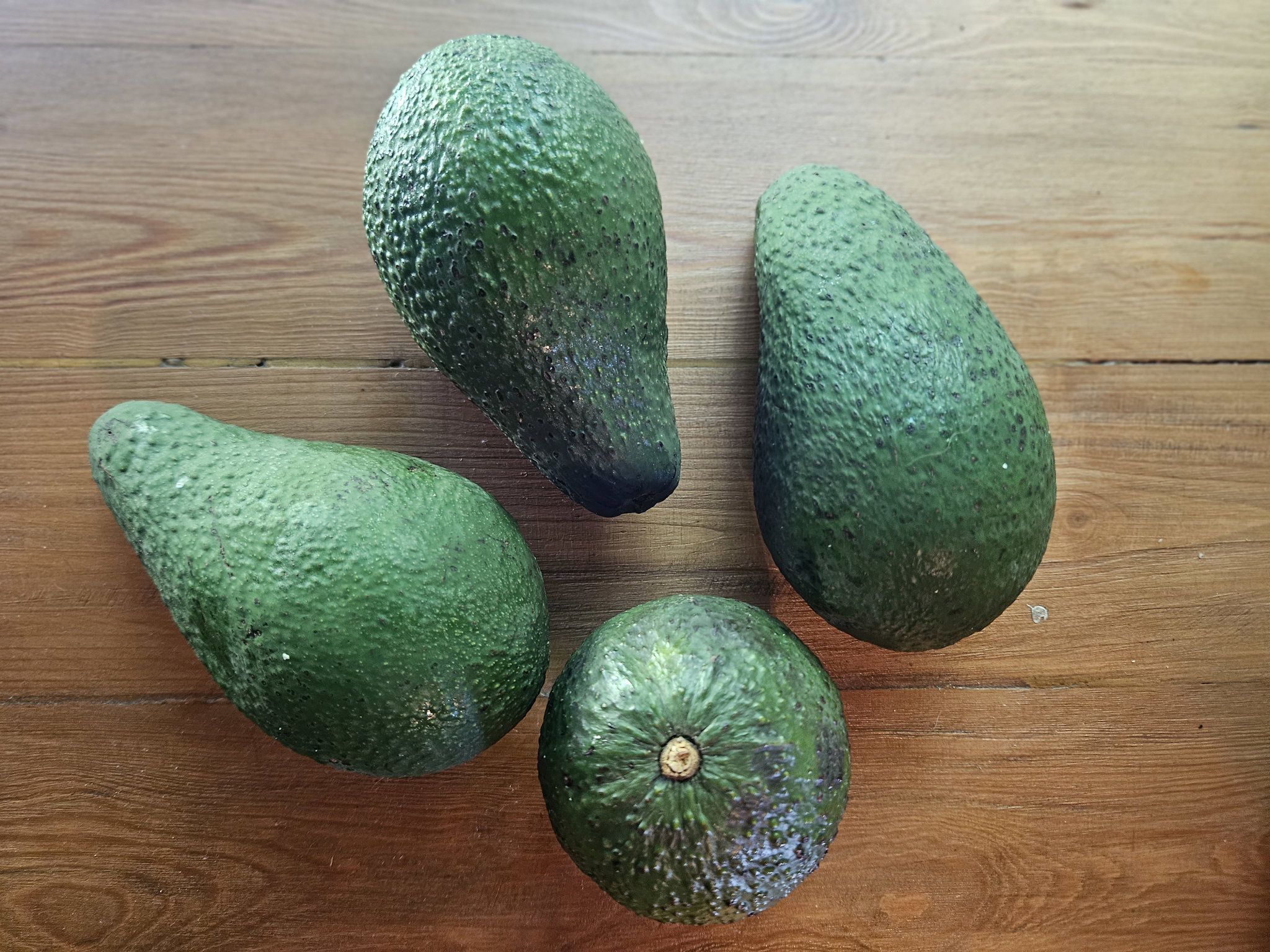 1kg avo's- class 1_0