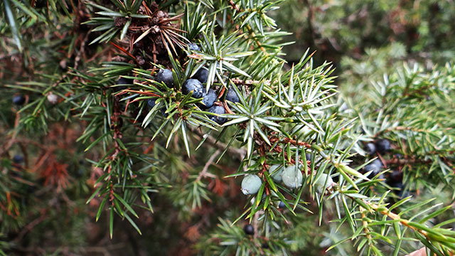 Jeneverbes takken - Juniper Branches