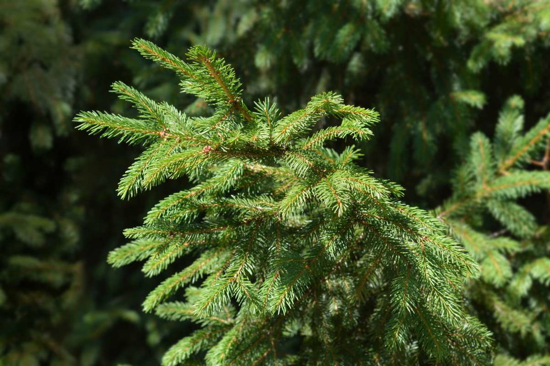 Spar takken - Spruce 