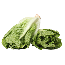 Lettuce