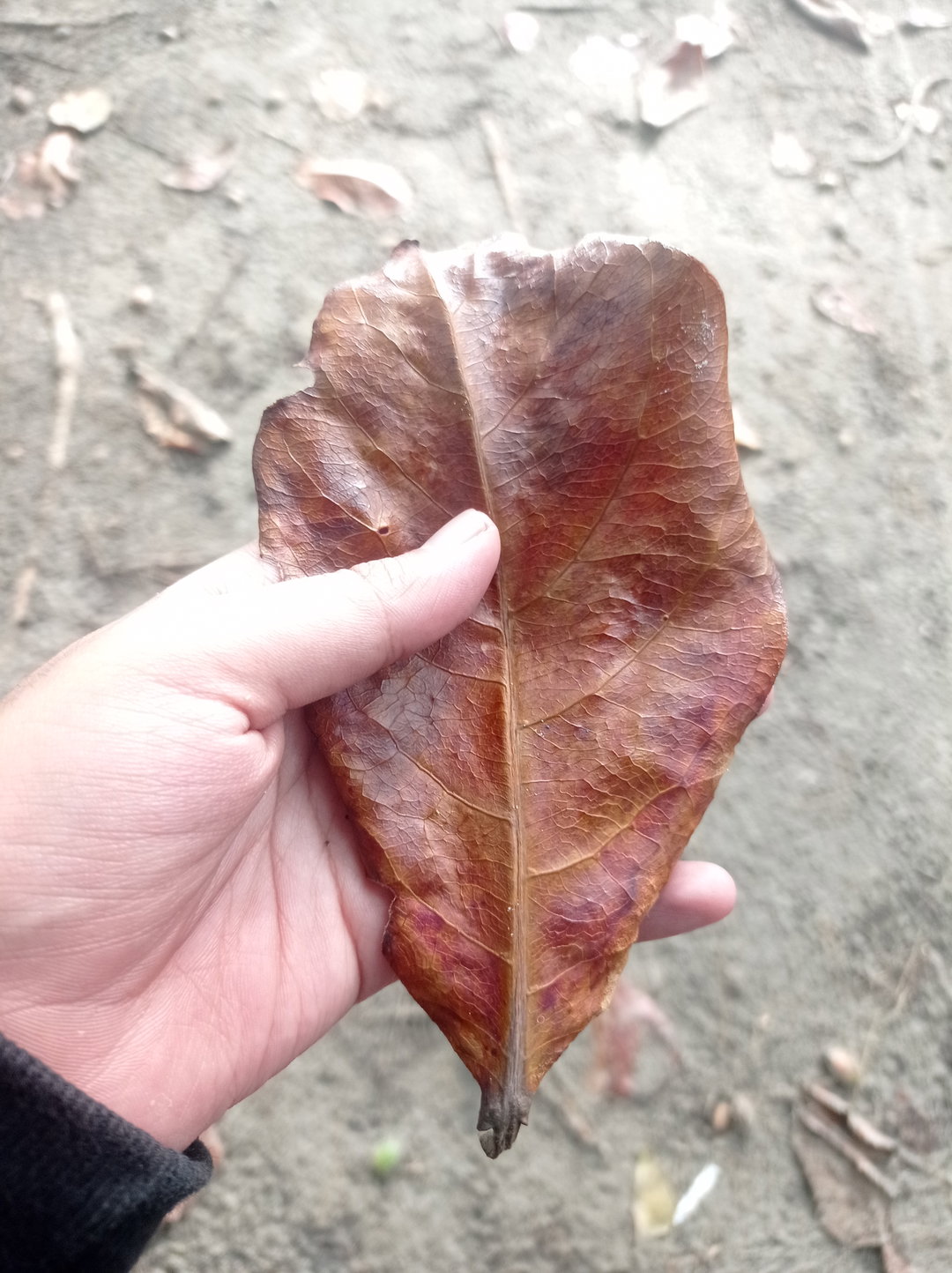 Catappa Leaves 10 Kg