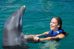 Dolphin swimming - 1 Dolphin 