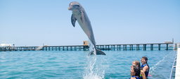 Dolphin Encounter (Not Swimming)