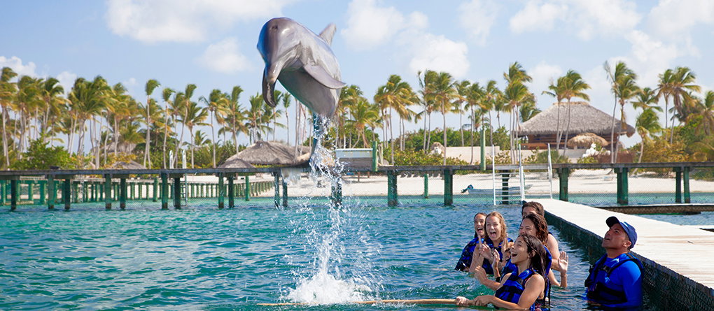 Dolphin Encounter (Not Swimming)_1
