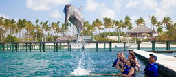 Dolphin Encounter (Not Swimming)
