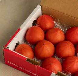 Amela Tomato アメーラ | Shizuoka Prefecture (静岡県)