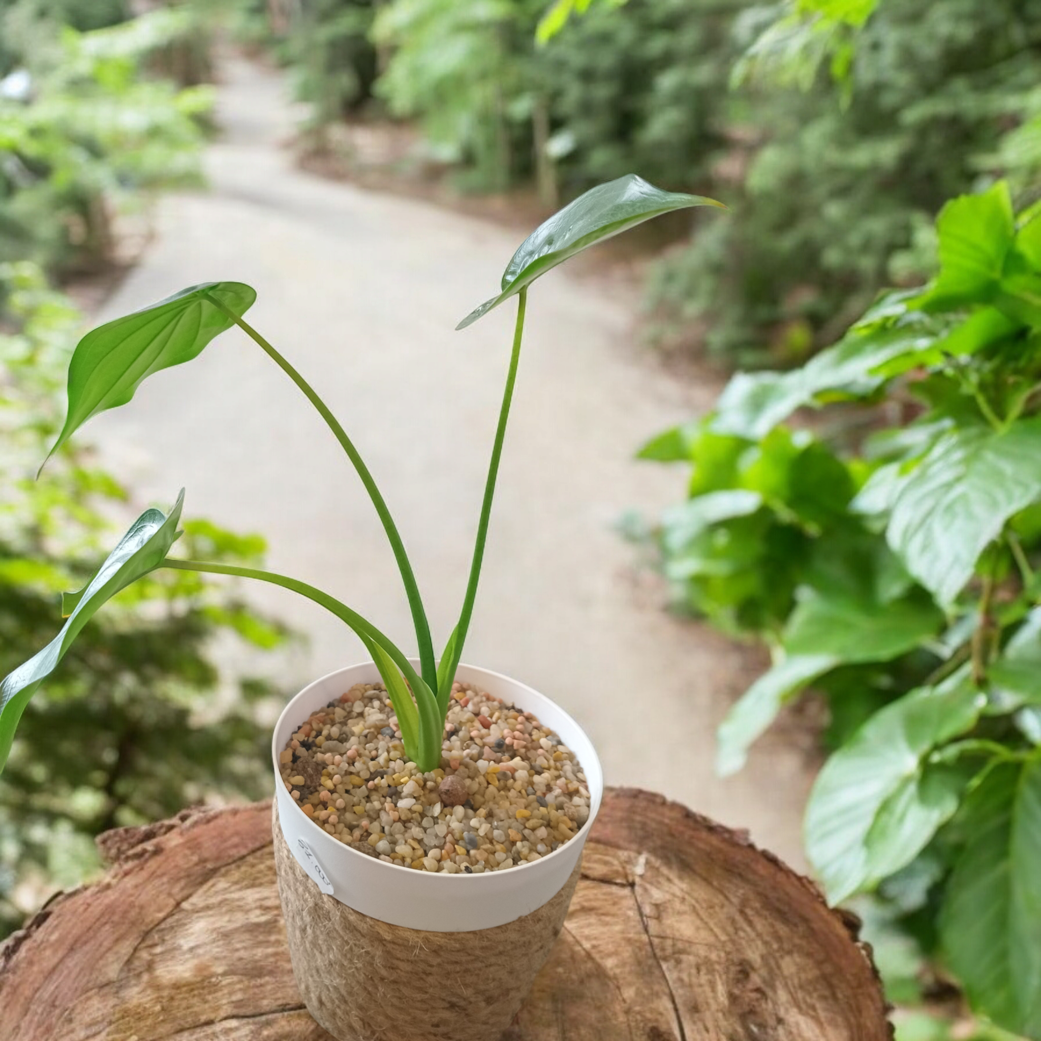 Décoration de plante naturelle avec un pot tissé en raphia_0