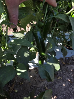 Jalapeño 37 lb