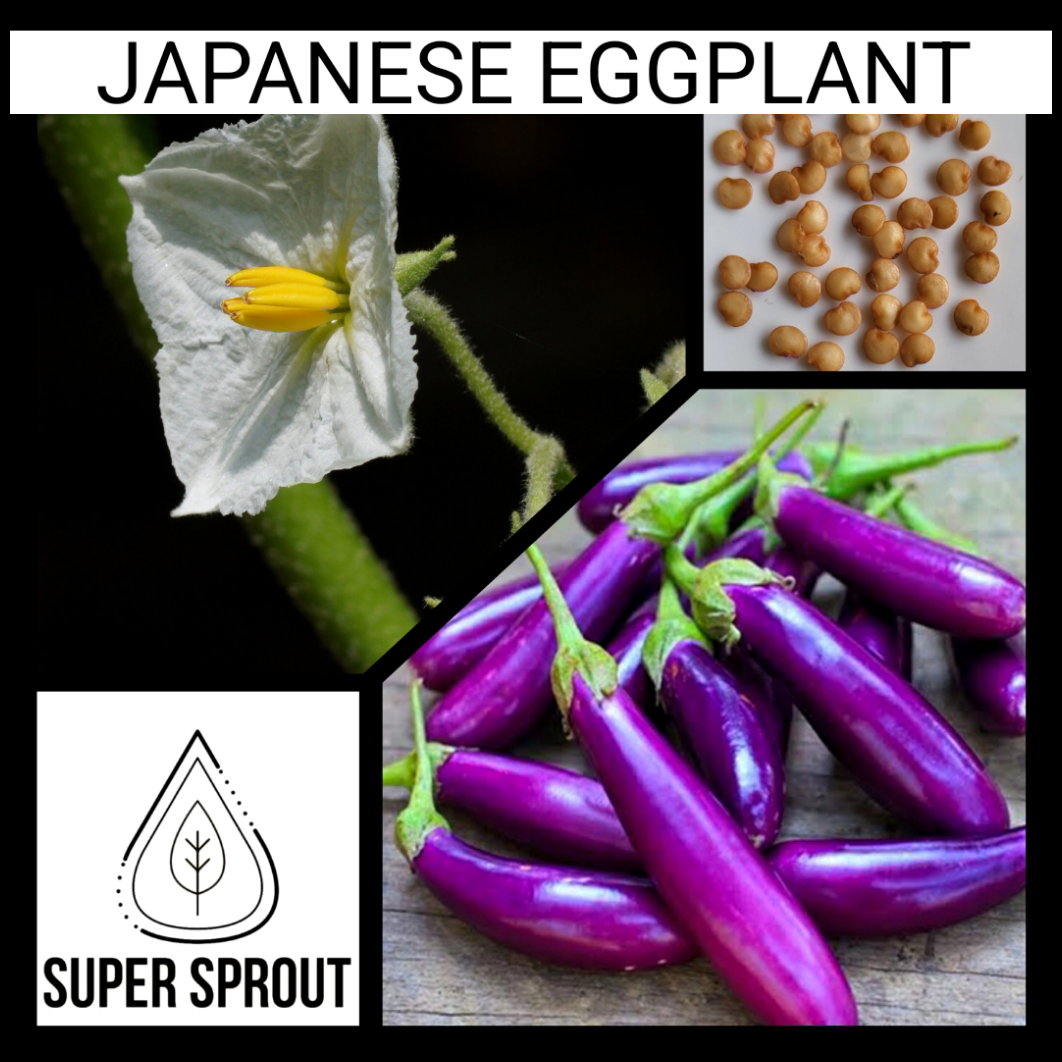 🍆Japanese Eggplant🍆 x 15 seeds _1