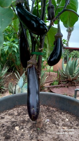 🍆Japanese Eggplant🍆 x 15 seeds 