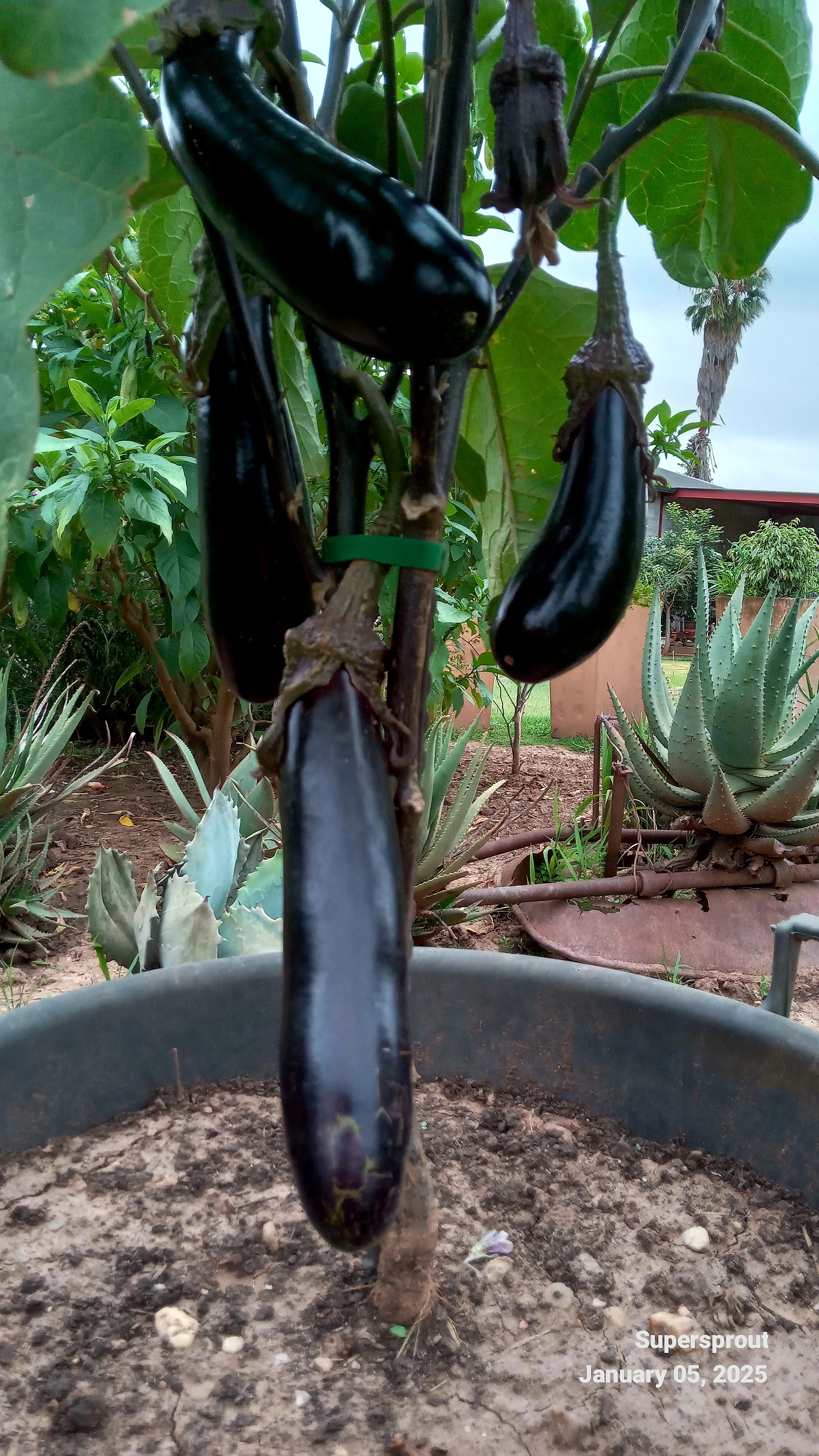 🍆Japanese Eggplant🍆 x 15 seeds _3