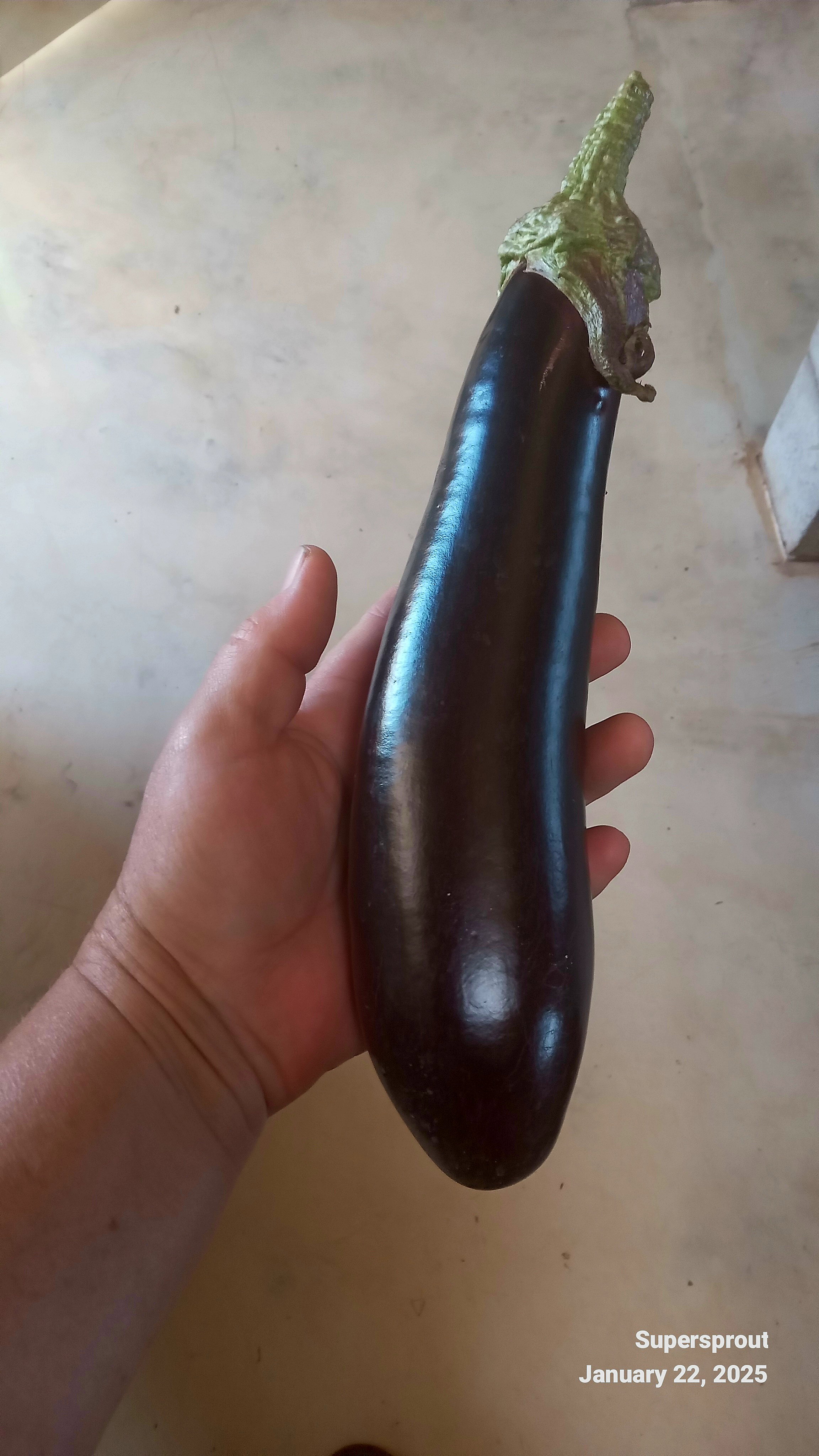 🍆Japanese Eggplant🍆 x 15 seeds _2