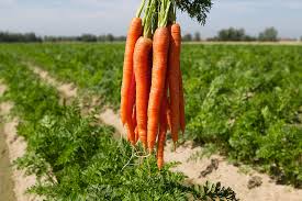 Carrots _0