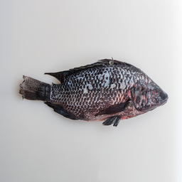 Whole Tilapia - 600g/pc
