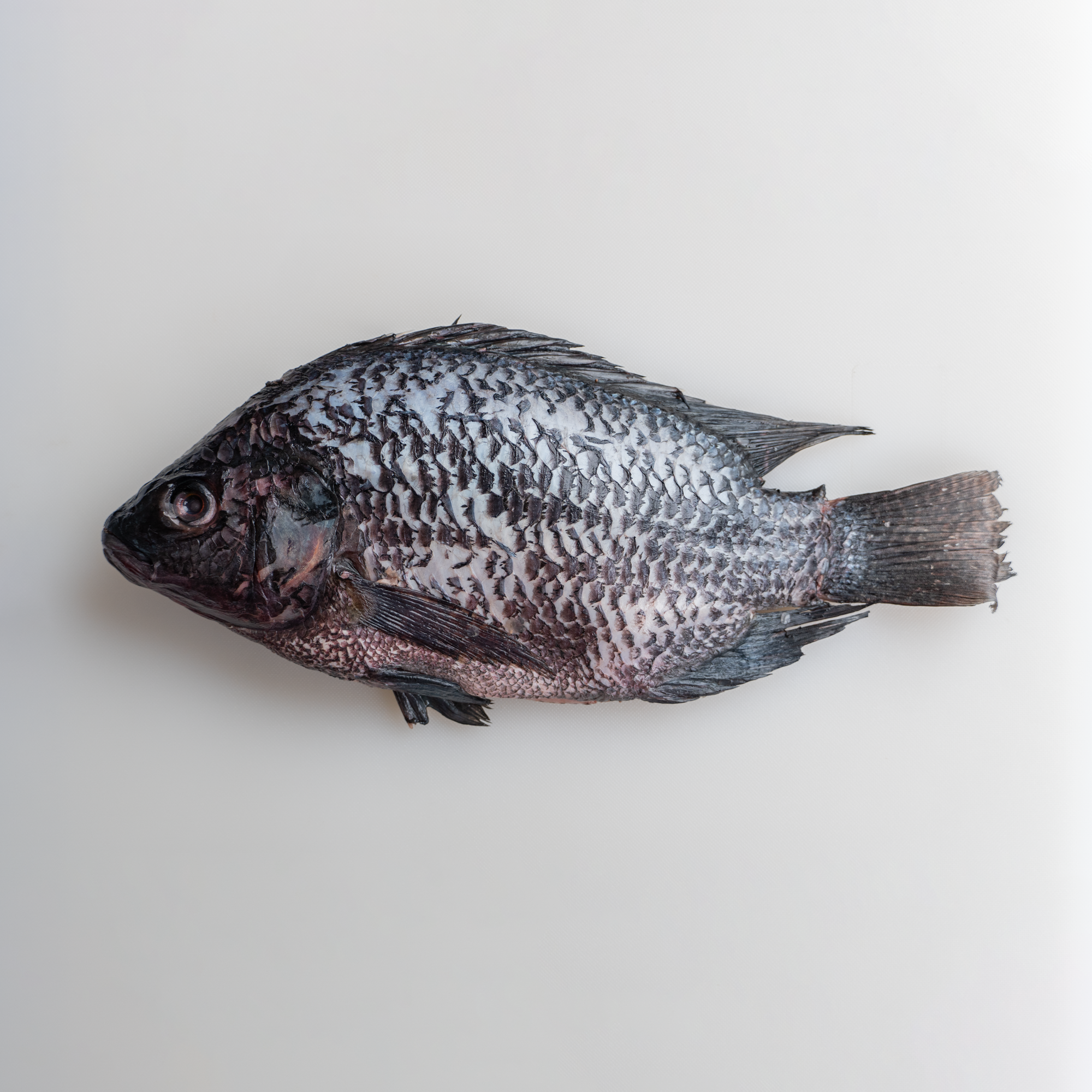 Whole Tilapia - 600g/pc_0