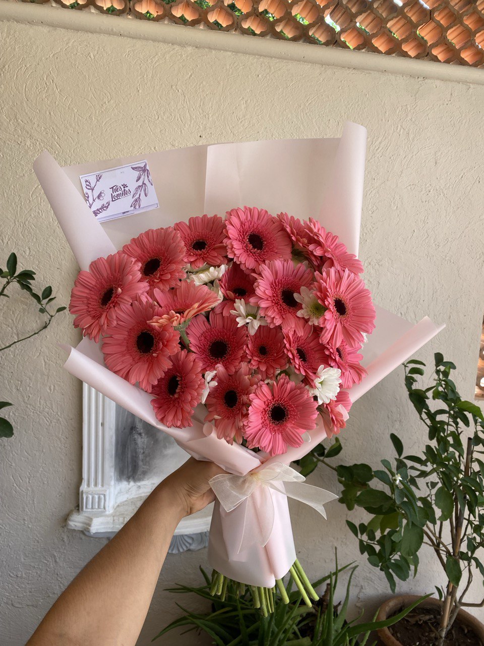 20 gerberas