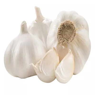 Garlic