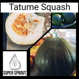 🥒TATUME SQUASH 🥒 x 5 seeds