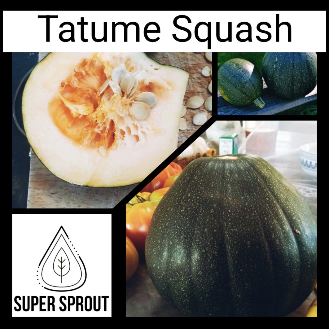 🥒TATUME SQUASH 🥒 x 5 seeds