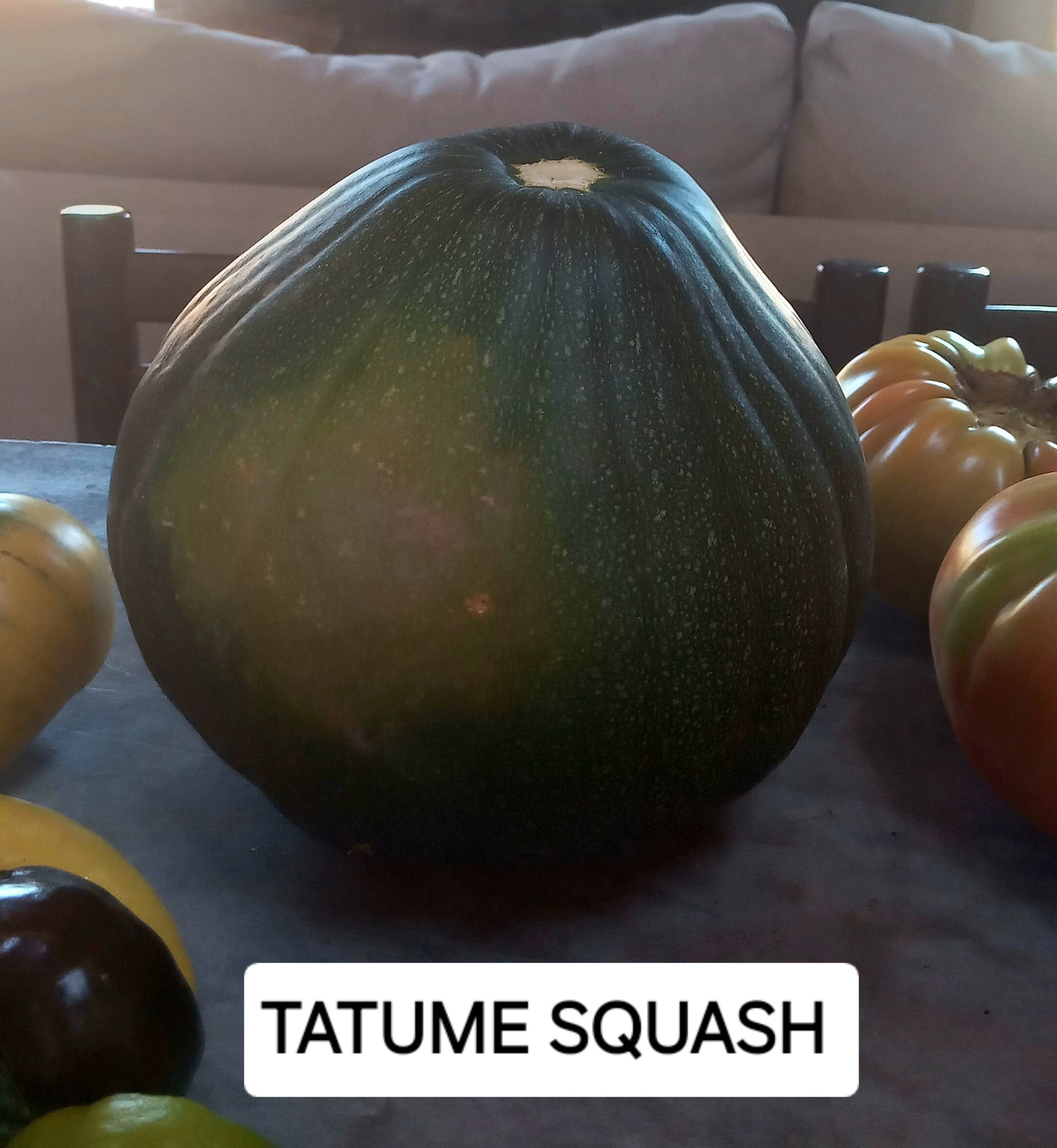 🥒TATUME SQUASH 🥒 x 5 seeds_1
