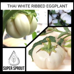 🍆THAI WHITE RIBBED EGGPLANT🍆 x 15 seeds ⁸