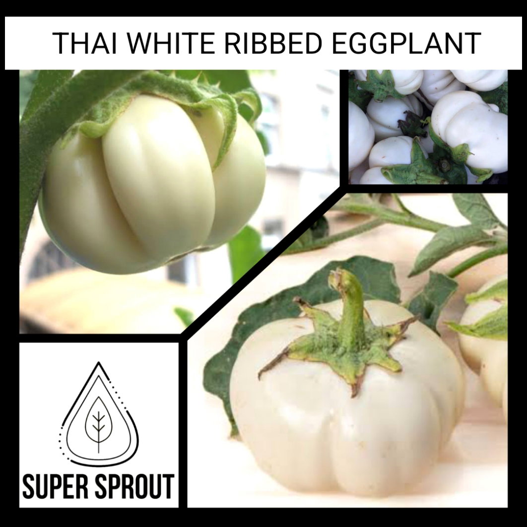 🍆THAI WHITE RIBBED EGGPLANT🍆 x 15 seeds ⁸_3