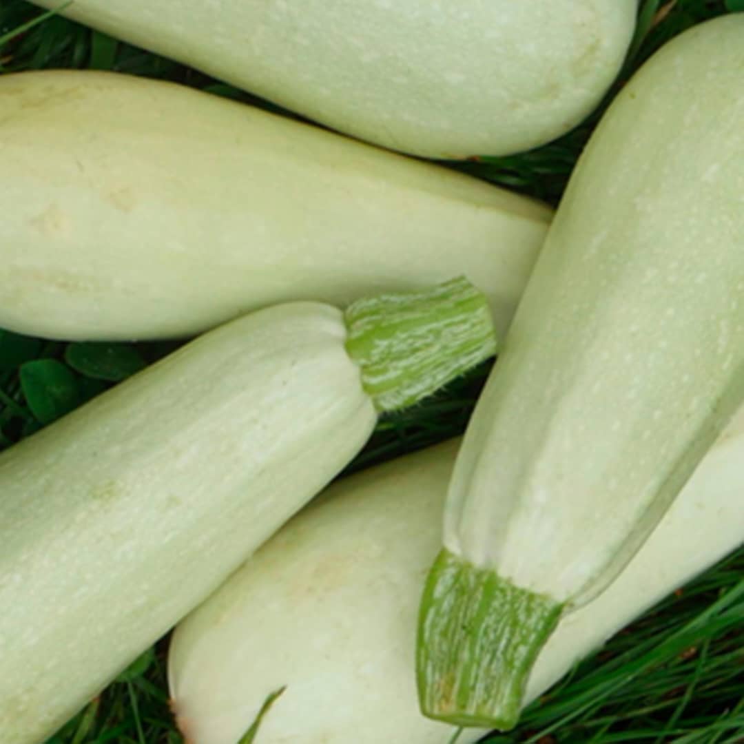 Courgette_0