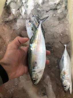 Ikan