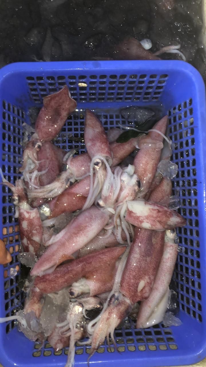Cumi Teropong