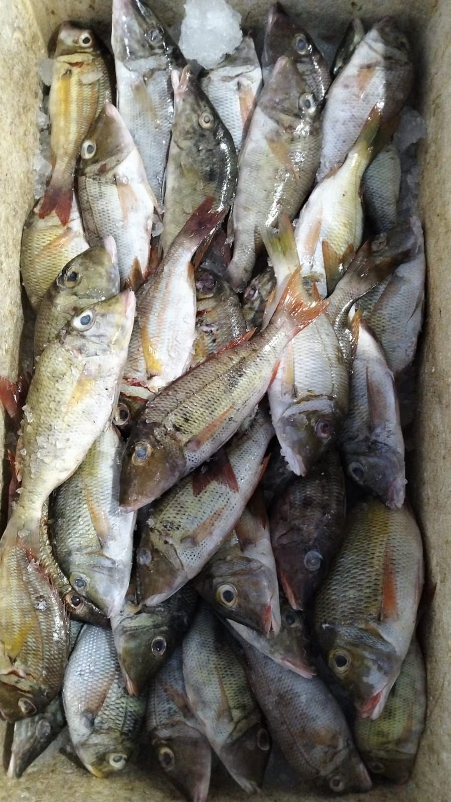 Ikan Karang_0