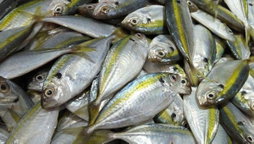Katombo