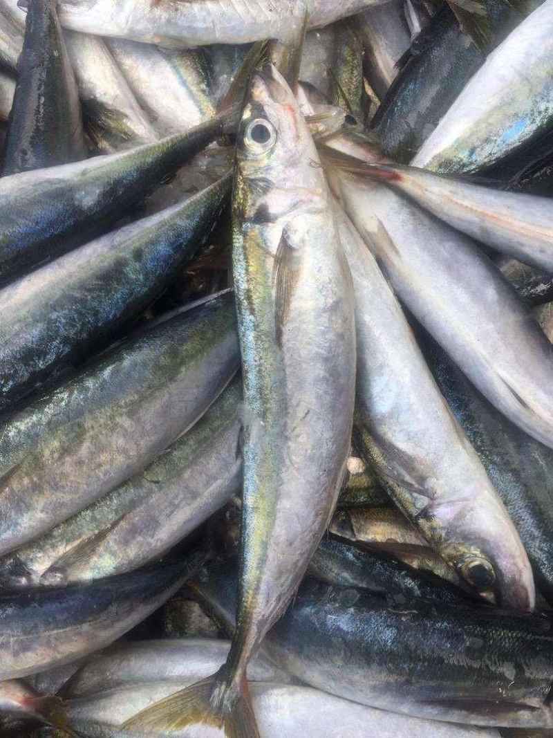 Layang Sedang
