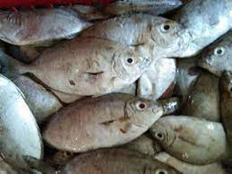 Malaja