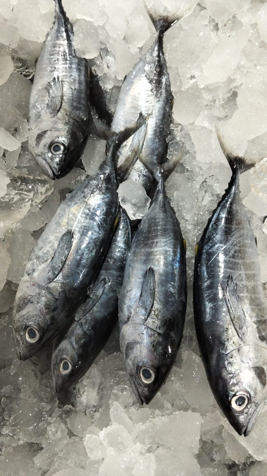 Tuna_0