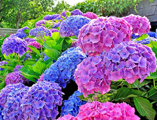 Fresh Cut Flowers Hydrangea