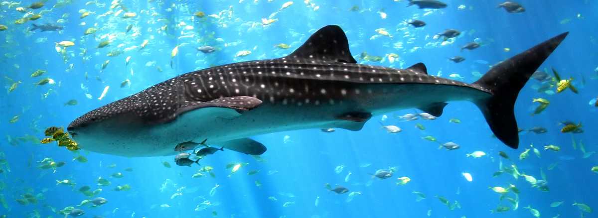 Whale Shark Trip_0